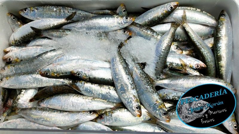 sardinas