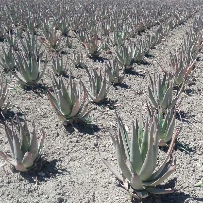 Plantación de secano