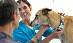Foto 56 veterinaria en Valencia - Clivetval, sl