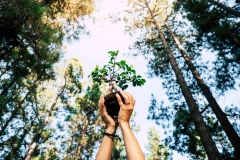 Plantem arbres - foto 6
