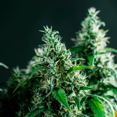 1flores y extractos de cbd-la otra maria-tienda de cbd-santa coloma de gramenet-barcelona