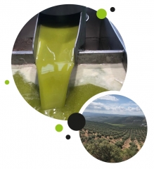 Foto 468 aceite de oliva - Aceites Cortijo Garzon