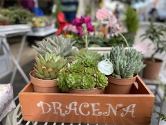 Floristeria dracena - foto 1
