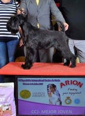 Foto 15 animales y mascotas en Lugo - Tierras de Breogn