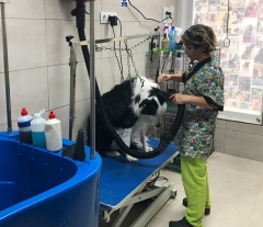 Clnica veterinaria para perros y gatos en valdemoro, madrid