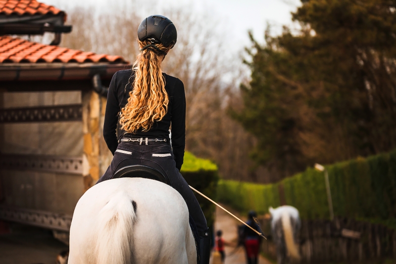 CALVET-Animales & Plantas-Caballos