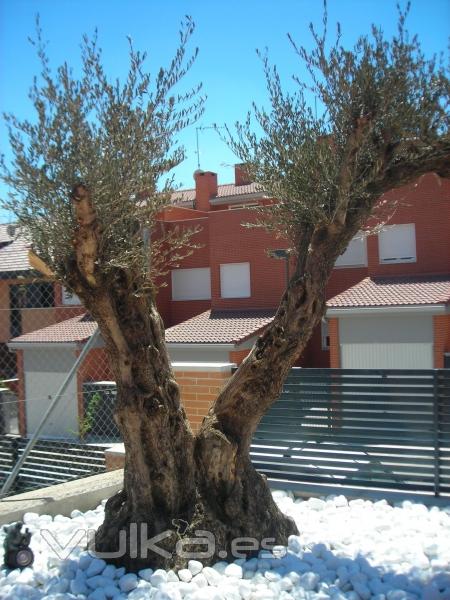 Olea europea (Olivo) y decoracin con bolo blanco de mrmol.