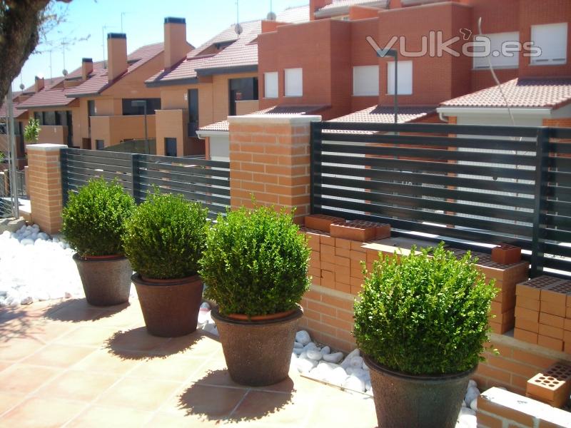 Macetones y Buxus sempervires (Boj)