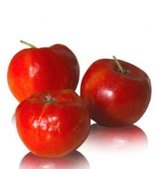 Acerola