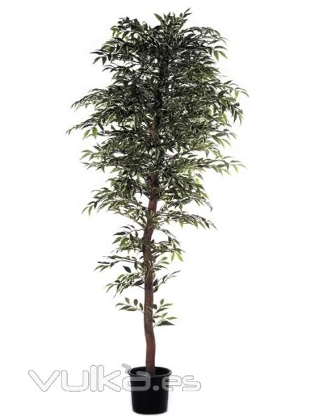 Ficus Nitida artificial. oasisdecor.com arboles artificiales de calidad