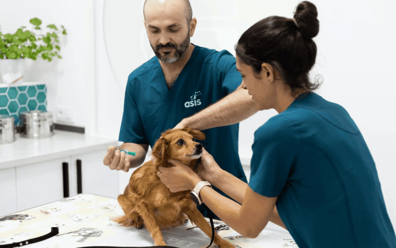 Asis Vets, ESPJ