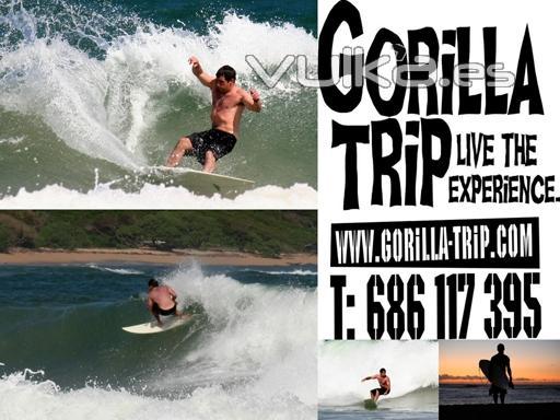 Surfing Gorilla Trip