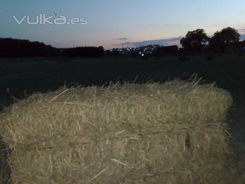 Paca de alfalfa pequeña en Granada Alfalfa Cerrea