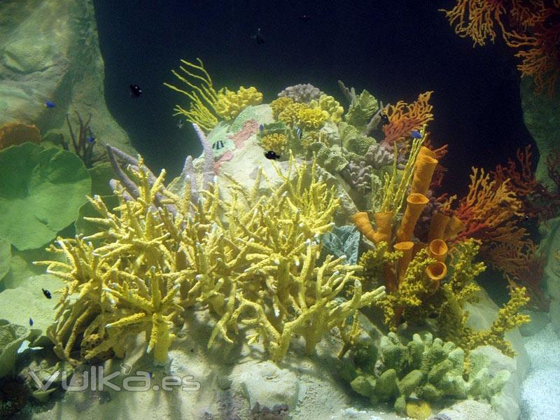 Aquadec Faunia Arrecife tropical