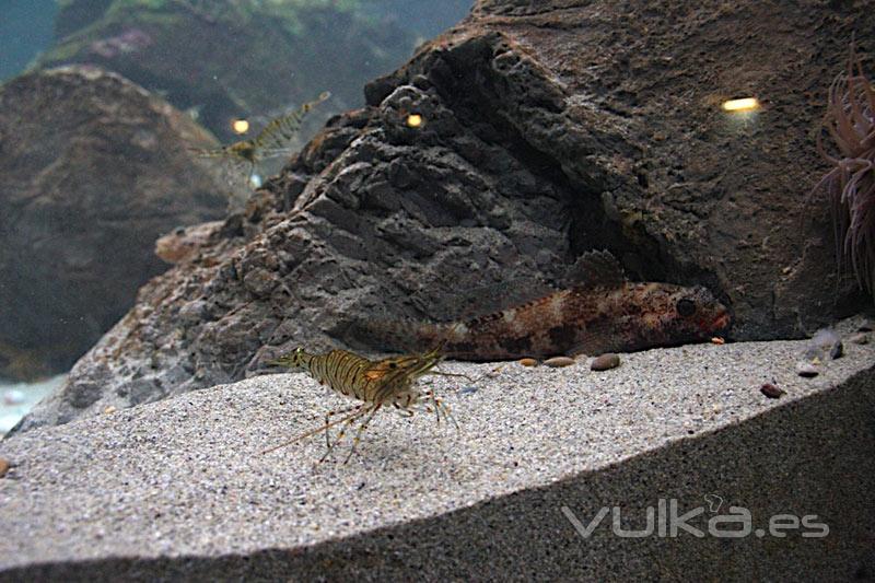 acuario intermareal La Coruña