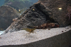acuario intermareal La Coruña