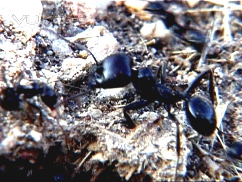 Tratamientos contra hormigas
