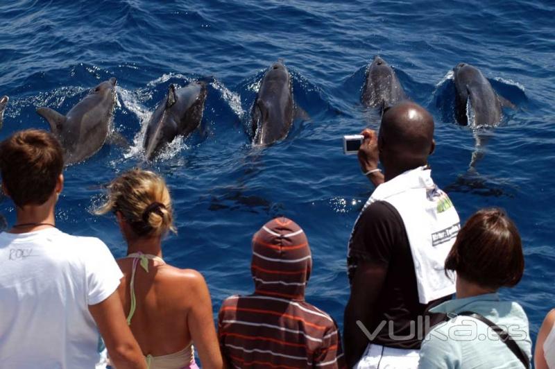 delfines a proa nos dn la bienvenida.
