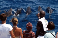 Delfines a proa nos dn la bienvenida.