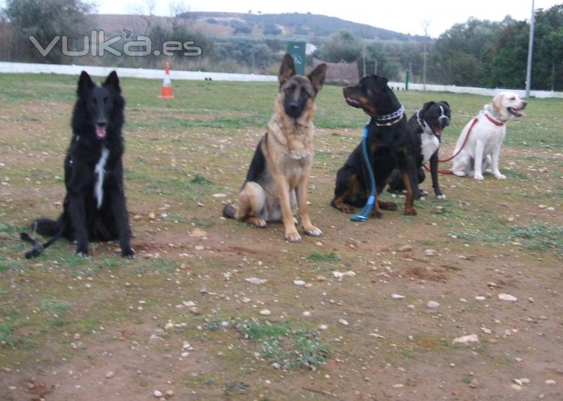 educación canina