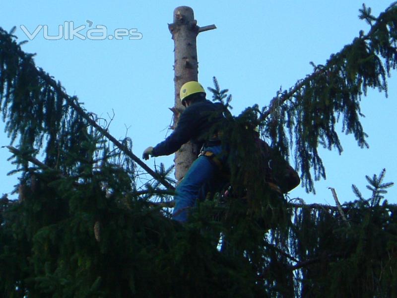 Tala y poda de árboles