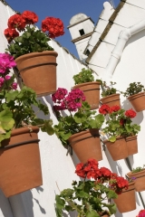 Flores
