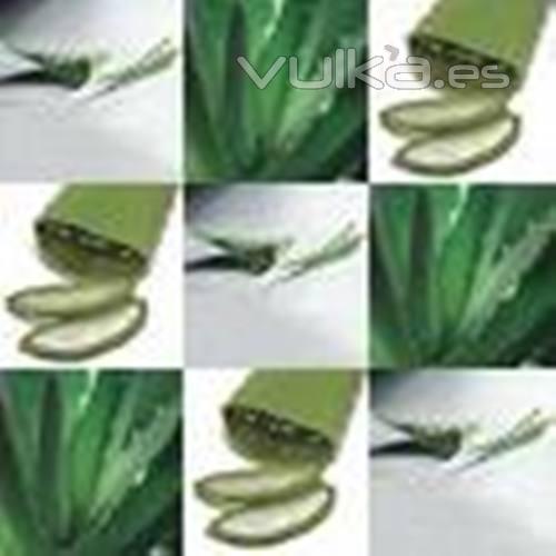 LOS PRODUCTOS DE ALOE VERA 100% SON NATURALES ELAVORACIN PROPIA EN NUESTROS LABORATORIOS TODOS LOS ...