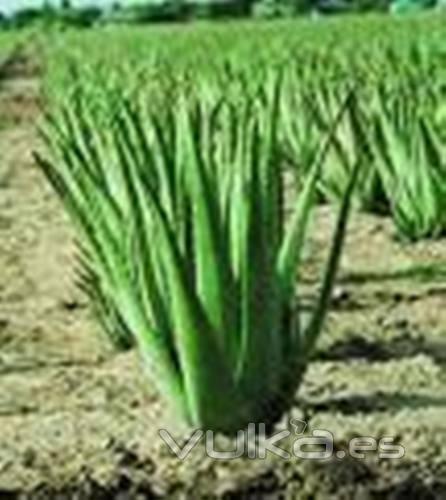 PLANTACIÓN DE ALOE VERA 