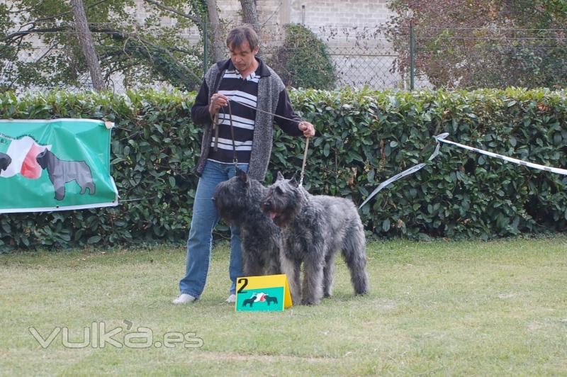 nuestros perros concursando fuera de espaa