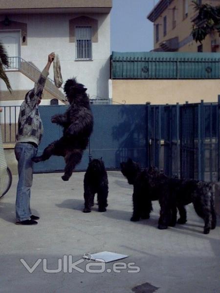 porque el bouvier no es solo un perro de belleza