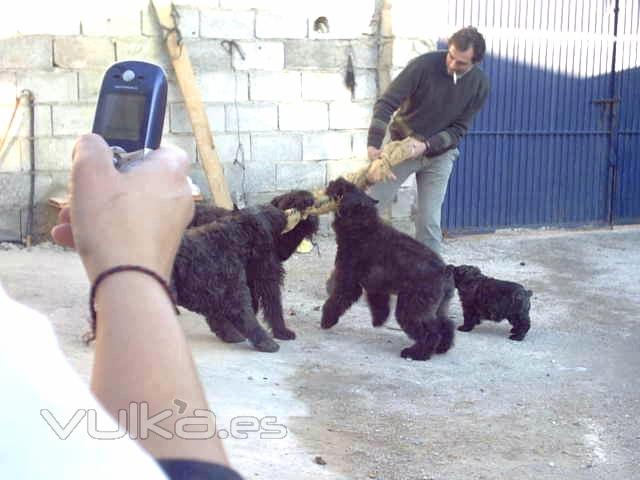 bouvier jugando para despues trabajar en la guarda y defensa