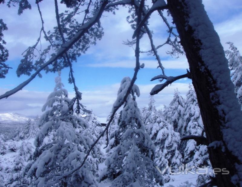 Bosque nevado