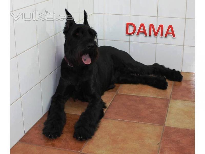 Dama es la Reina de la casa. Excelente hembra de Schnauzer gigante.