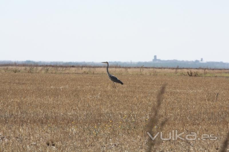 garza real en campos de galleguillos