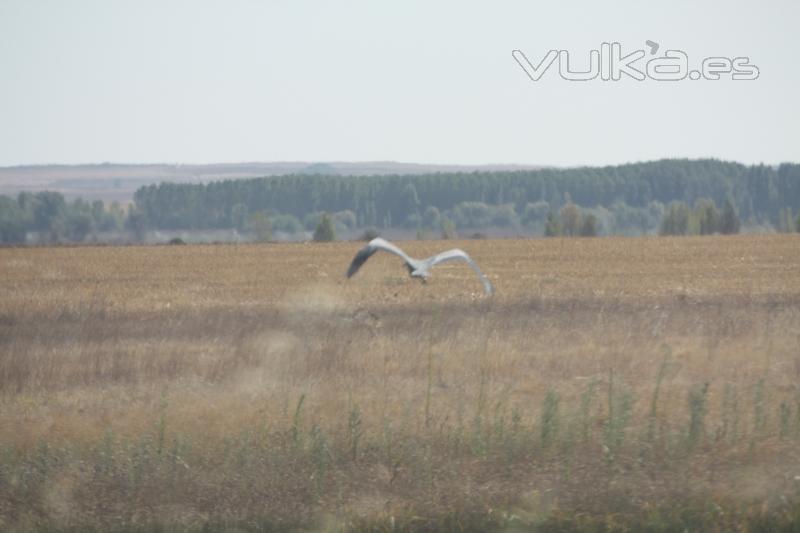 garza real iniciando el vuelo