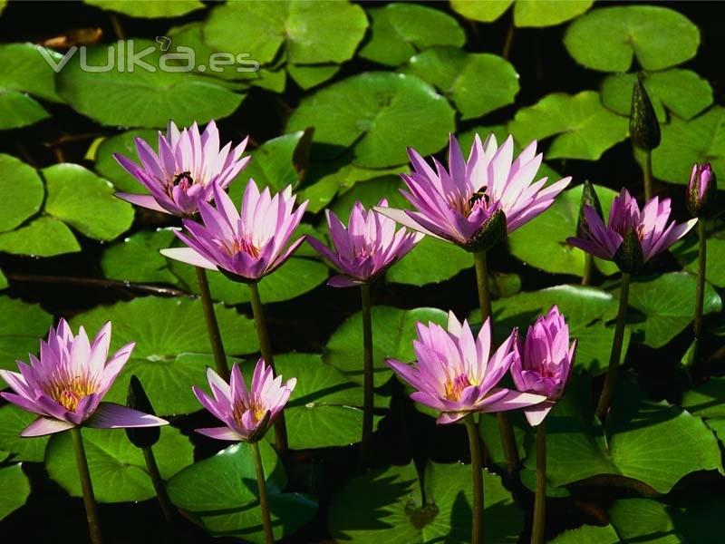 ESTANQUE DE JARDIN  te ayudamos a tenerlo tan bonito