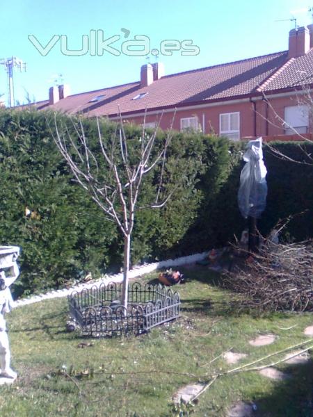 poda de seto y arbolado.