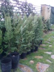 Suministro de plantas
