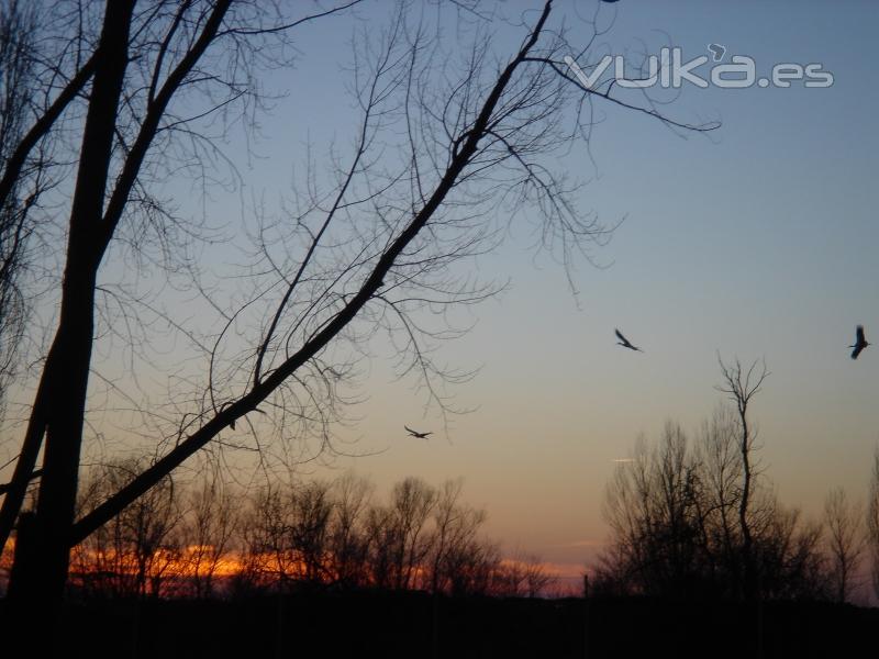 atardecer en invierno con cigüeñas 