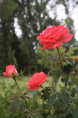 Rosas del jardin