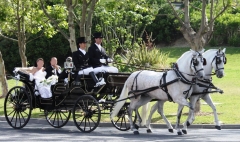 Alquiler de coche de caballos para bodas u otros eventos