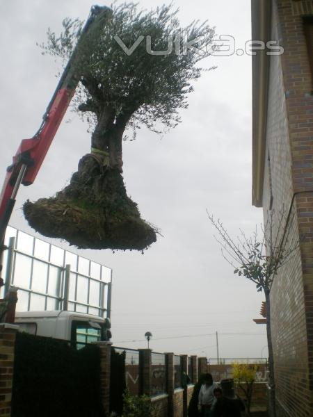 Transporte y plantacin de Olea europea (Olivo)