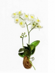 Orquidea artificial con raices. oasisdecor.com flores artificiales de calidad