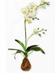 Orquidea artificial con raices. oasisdecor.com flores artificiales de calidad