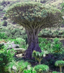 Hay arboles que llaman la atencion por su tamano, otros por su forma, otros por su longevidad el drago de