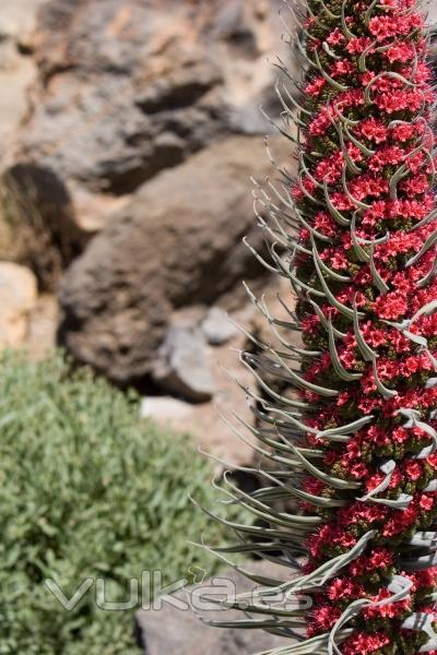 El tajinaste rojo (Echium wildpretii subsp. wildpretii H.Pearson ex Hook.f.) es una planta incluida en el género ...