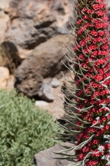 El tajinaste rojo (echium wildpretii subsp wildpretii hpearson ex hookf) es una planta incluida en el genero