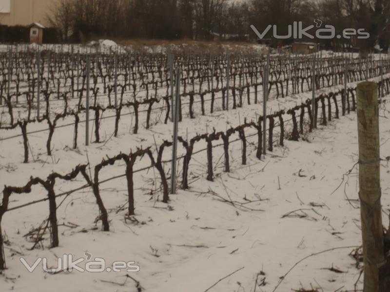 Invierno en la Ribera del Duero