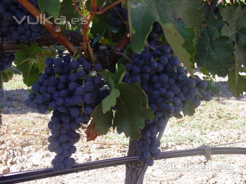 La base de nuestros vinos, la Uva Tinta Fina o Tempranillo