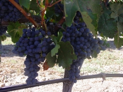 La base de nuestros vinos, la uva tinta fina o tempranillo